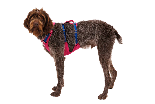 Ruffwear Flagline™ Dog Harness with Handle